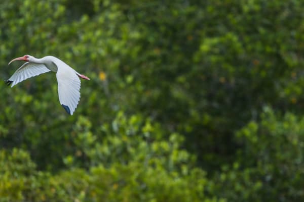 American White Ibis