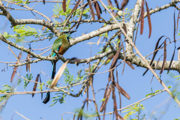 Turquoise-browed Motmot (male) on a tamarin tree