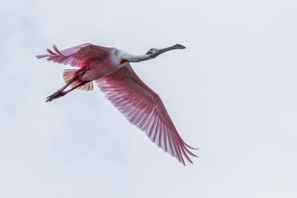 Roseate Spoonbill flying overhead
