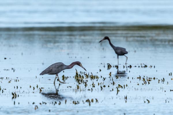 Little Blue Heron