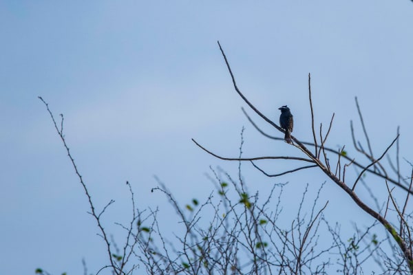Indigo bunting immature or female (brown coloration)