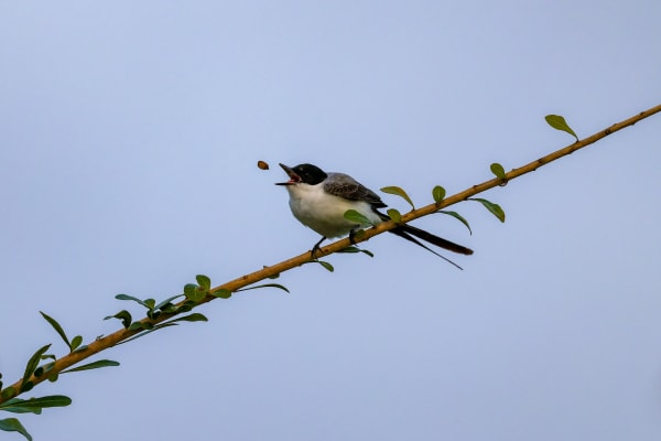 Fork-tailed Flycatcher with Fruit