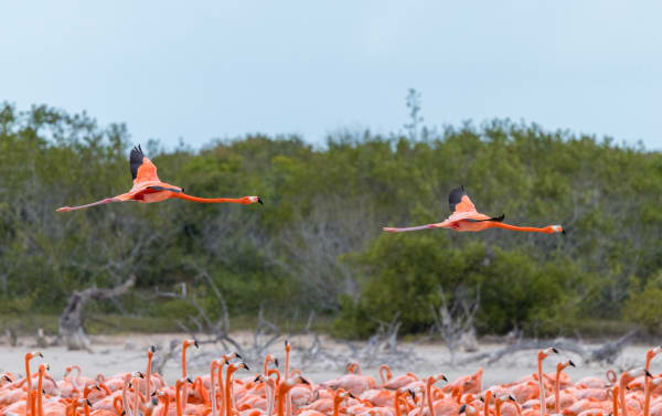 American Flamingos