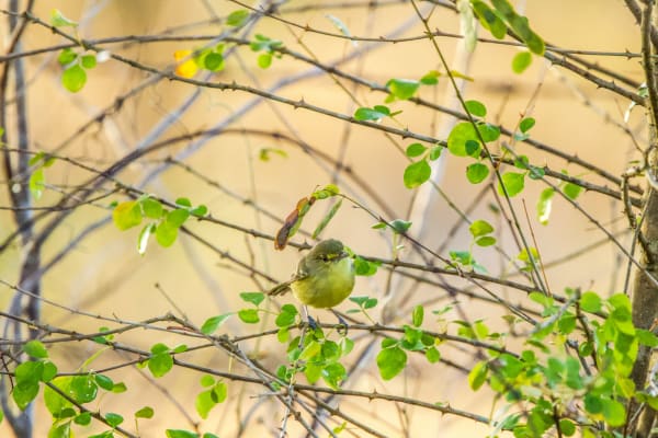White-eyed Vireo standing in the middle of the brush