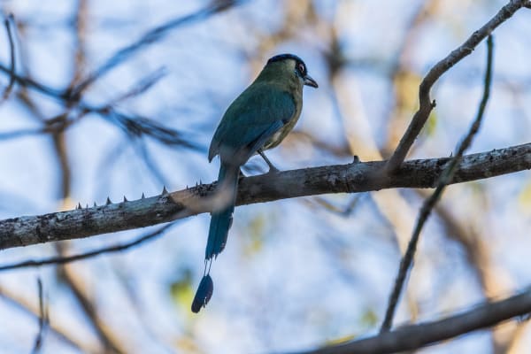Yucatan Motmot glances back