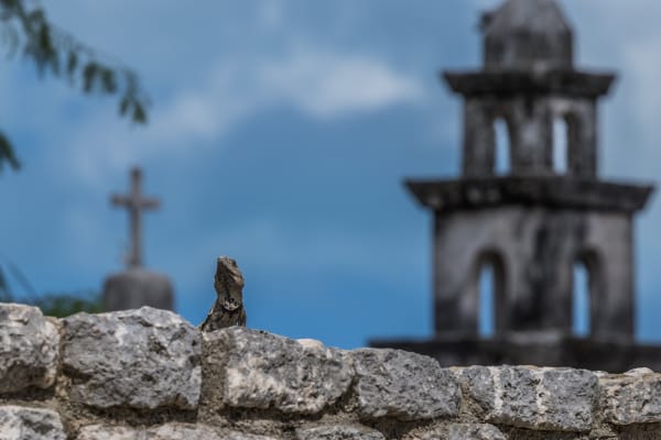 A spiny-tailed iguana