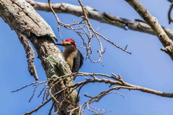 Yucatan Woodpecker