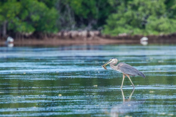 Great Blue Heron with freshly caught fish on its beak