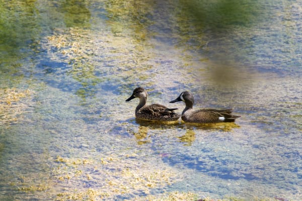 Blue-winged Teal Pair