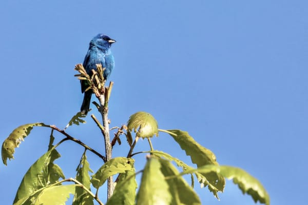 Indigo Bunting