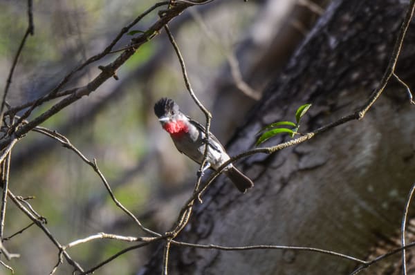 Rose-throated Becard