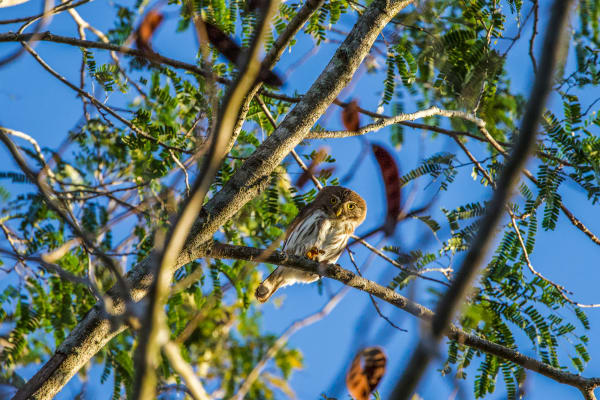 Ferruginous Pygmy Owls near Merida