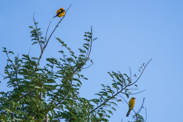 Hooded Orioles Pair
