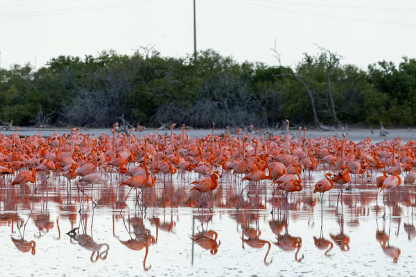 Dense Flock of American Flamingos