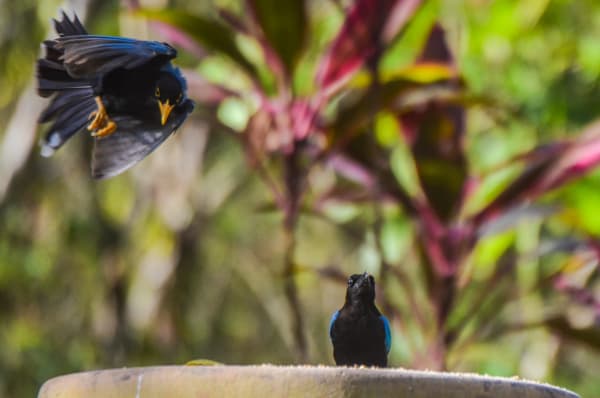 Yucatan Jay