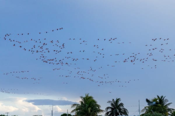 Massive Flight of American Flamingos