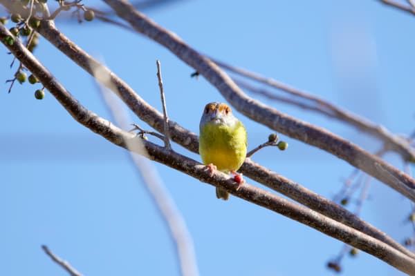 Rufous-browed Peppershrike