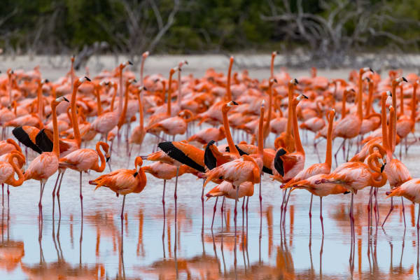 Dense Flock of American Flamingos