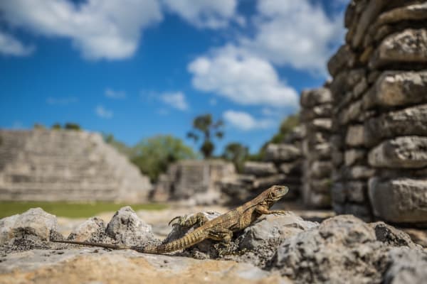 Yucatán Spiny-tailed Iguana