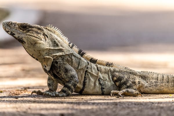A majestic Black-spiny-tailed Iguana