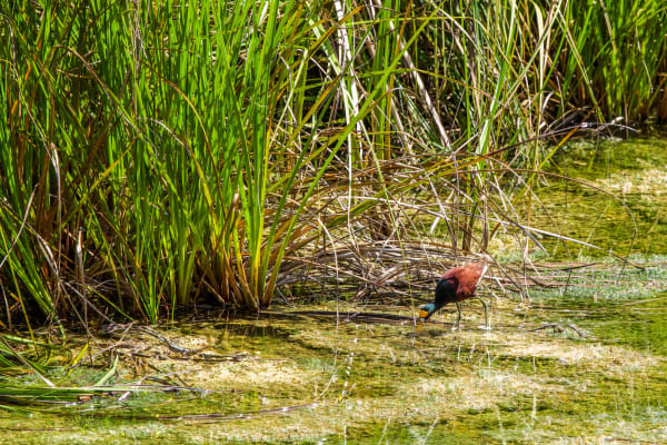 Northern Jacana