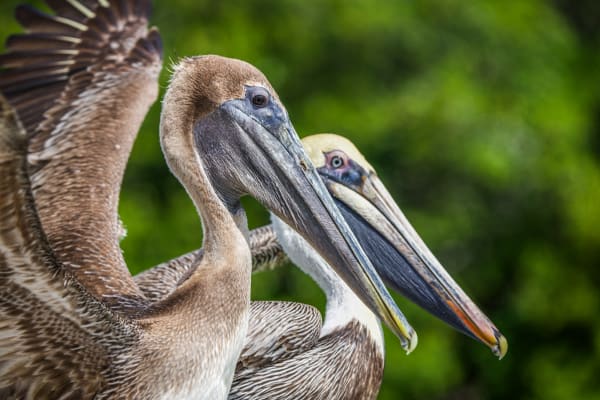 Brown Pelicans
