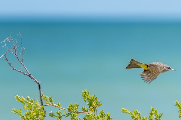 Tropical Kingbird