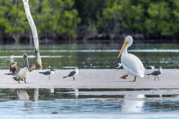 White and Brown Pelicans