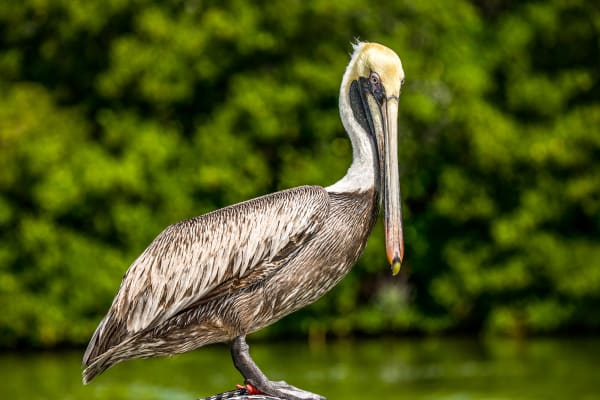 Mature Brown Pelican