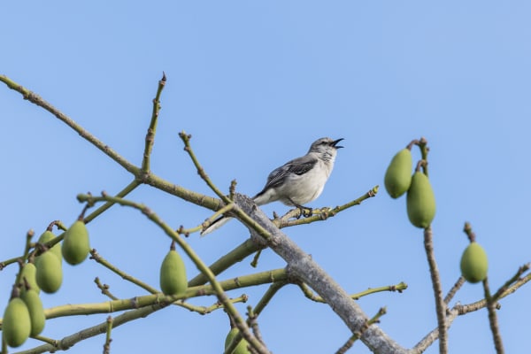 Northern Mockingbird on Ceiba