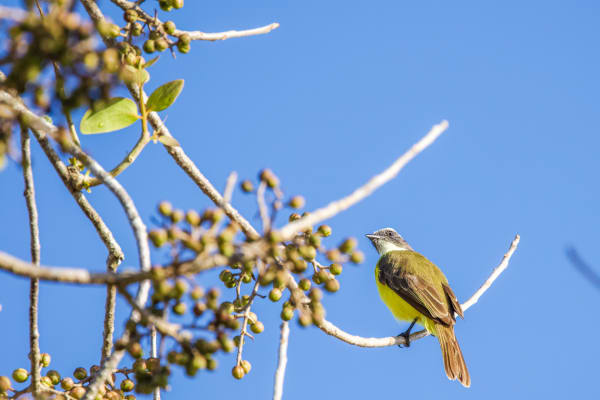 Social Flycatcher