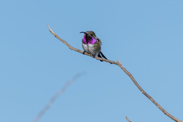 Mexican Sheartail