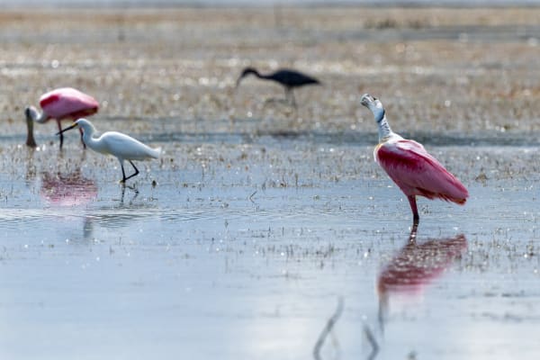 Roseate Spoonbill