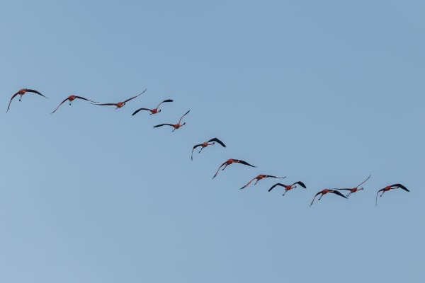 A flock of Flamingos flying over the village of Sisal