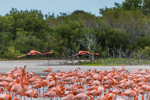 American Flamingos