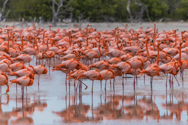 Dense Flock of American Flamingos