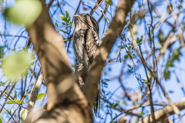Northern Potoo, very still