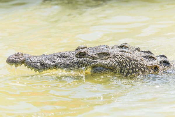 American Crocodile with gaping mouth