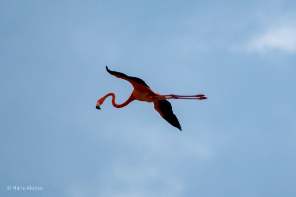 American Flamingo in Full Flight Overhead