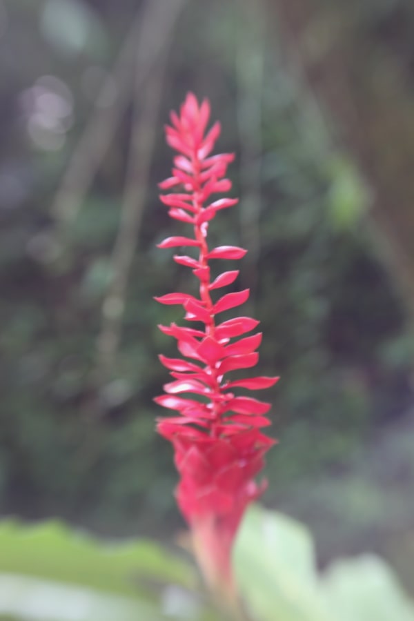 Red Bromeliad Inflorescence, Lagunas de Montebello