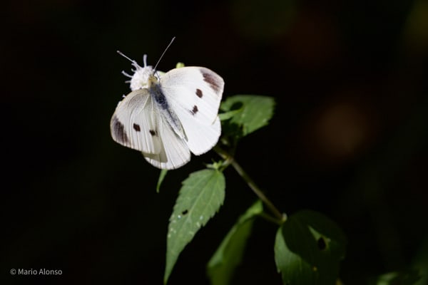Cabbage White, Clifty Falls State Park, Indiana