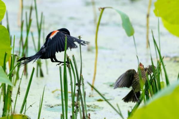 Feeding the Fledgling