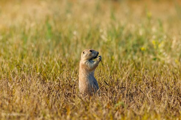 Black-tailed Prairie Dog, Dinner in the Grassland