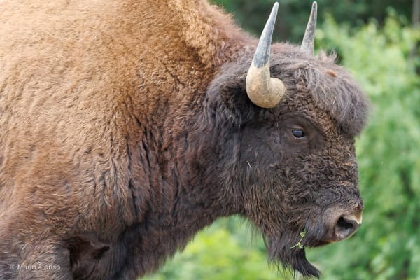 The Other Bison