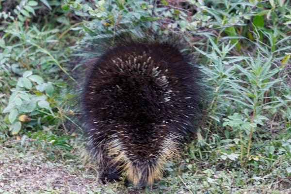 Prickly from all sides