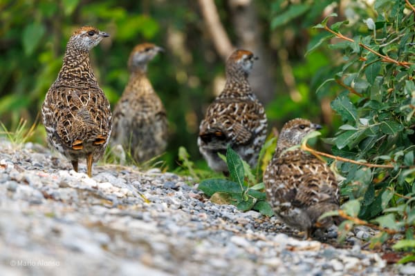Dinner Guests