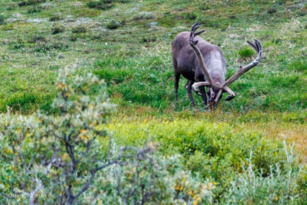 Velvet on the Tundra