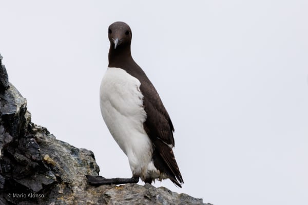 Upright