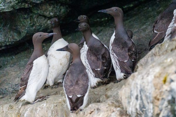 No Nest, No Room