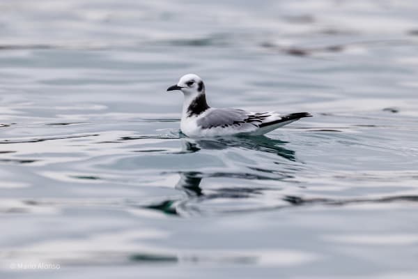 Kittiwake on Grey Water